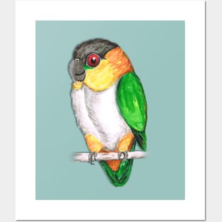 Black headed caique Posters and Art